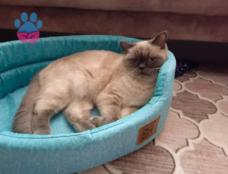 British Shorthair Kedime Eş Arıyorum