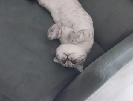 British Shorthair Oğluma Gelin Arıyorum - 118970097