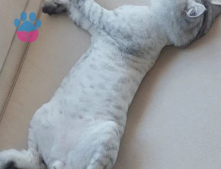 British Shorthair Oğluma Gelin Arıyorum