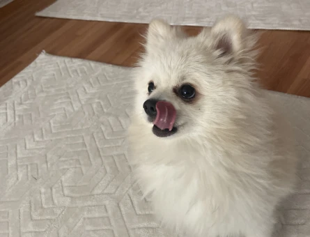 Pomeranian erkek kopegimize eş arıyoruz 1 yaşında - 118978250