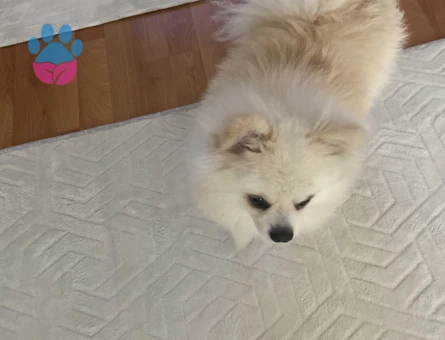 Pomeranian erkek kopegimize eş arıyoruz 1 yaşında