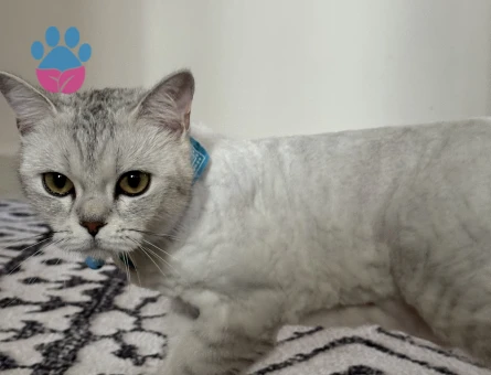 1 Yaşında Dişi British