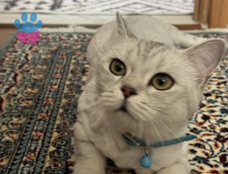 1 Yaşında Dişi British