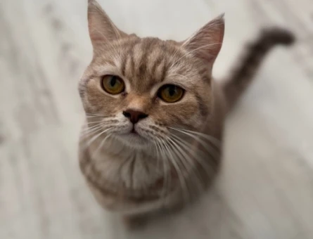 British shorthair Acil Eş arıyoruz - 118978255