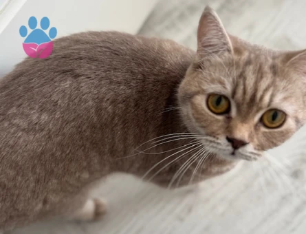 British shorthair Acil Eş arıyoruz