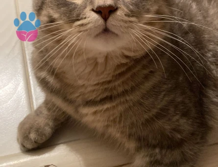 Oğlumuza dişi kedi arıyoruz