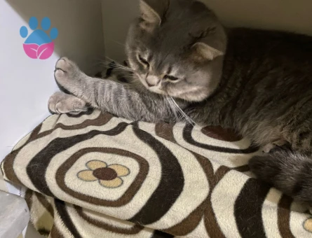 Oğlumuza dişi kedi arıyoruz