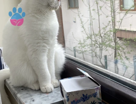 SCOTTISH FOLD dişi kedime eş arıyorum