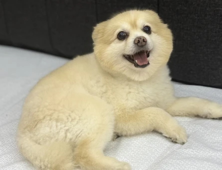 8 Yaşındaki Pomeranian Oğlumuza Eş Arıyoruz - 118984354