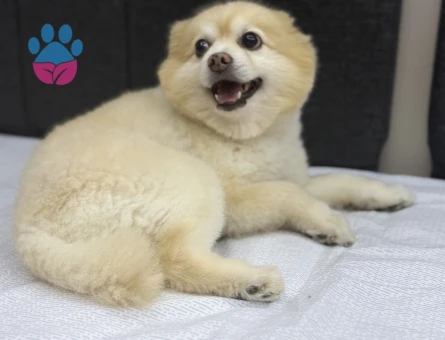 8 Yaşındaki Pomeranian Oğlumuza Eş Arıyoruz
