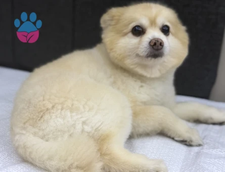 8 Yaşındaki Pomeranian Oğlumuza Eş Arıyoruz