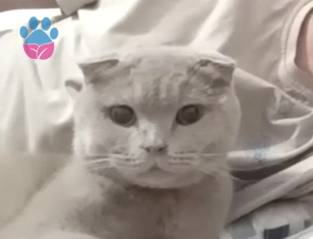 Scottish Fold Kızımız Pera’ya Eş Arıyoruz - 118984357