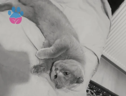 Scottish Fold Kızımız Pera’ya Eş Arıyoruz