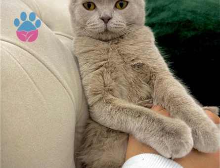 British Shorthair 1.5 Yaşındaki Kızımıza Eş Arıyoruz Kızanda - 118984358