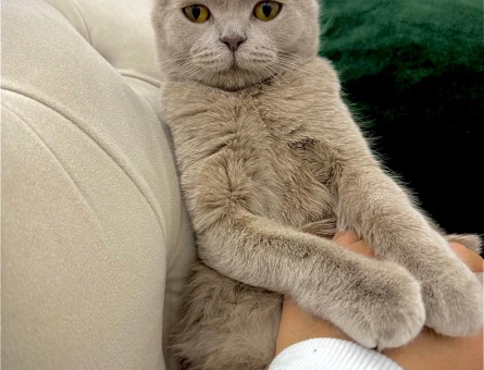 British Shorthair 1.5 Yaşındaki Kızımıza Eş Arıyoruz Kızanda - 118984358
