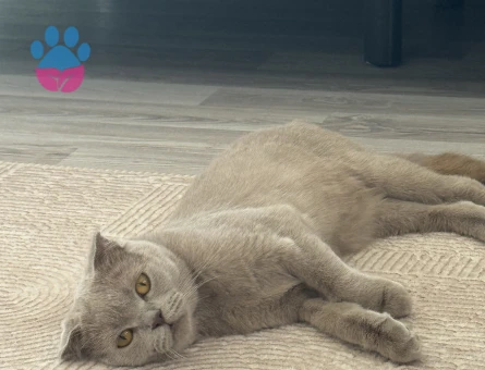British Shorthair 1.5 Yaşındaki Kızımıza Eş Arıyoruz Kızanda