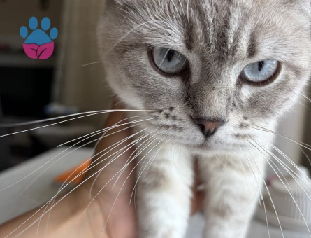 Dişi Kedi British shorthair Bej Renkli Mavi Gözlü