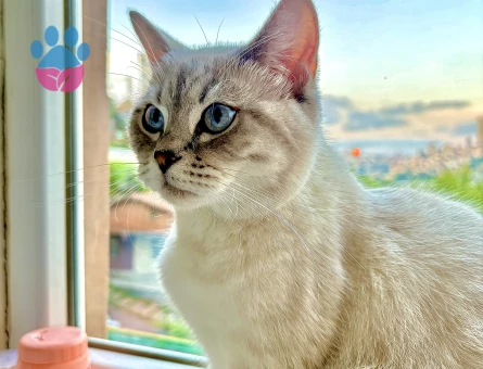 Dişi Kedi British shorthair Bej Renkli Mavi Gözlü - 118984359