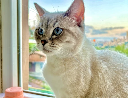 Dişi Kedi British shorthair Bej Renkli Mavi Gözlü - 118984359