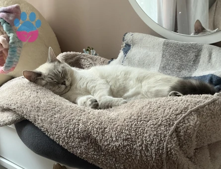 Dişi Kedi British shorthair Bej Renkli Mavi Gözlü