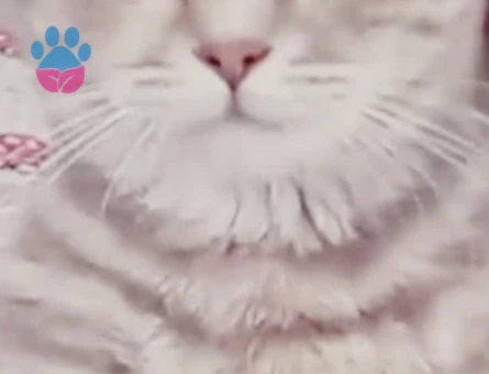 British Shorthair Kızım İlk Annelik Deneyimini Yaşasın - 118984361