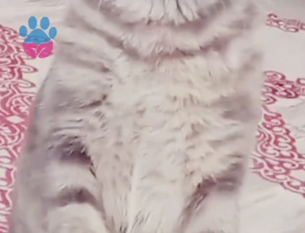 British Shorthair Kızım İlk Annelik Deneyimini Yaşasın