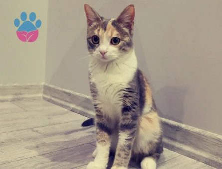 Kedim bademe erkek kedi arıyorum - 118984362
