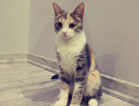 Kedim bademe erkek kedi arıyorum - 118984362