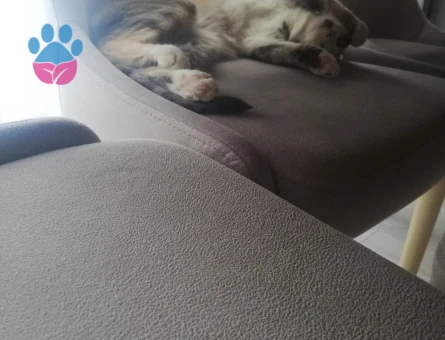 Kedim bademe erkek kedi arıyorum
