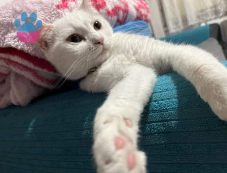 British Shorthair Kızımız Luna için Eş arıyoruz - 118984363