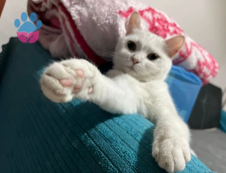 British Shorthair Kızımız Luna için Eş arıyoruz