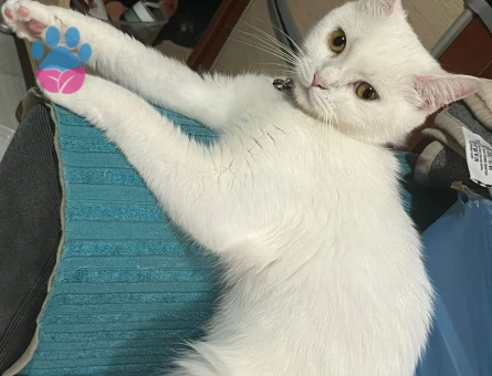 British Shorthair Kızımız Luna için Eş arıyoruz