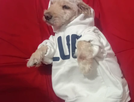 Maltese Terrier Oğlumuz Siya Eş Arıyor - 118984367