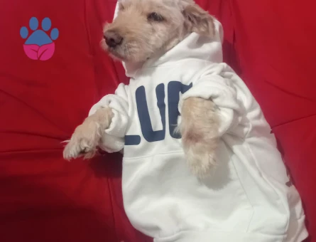 Maltese Terrier Oğlumuz Siya Eş Arıyor