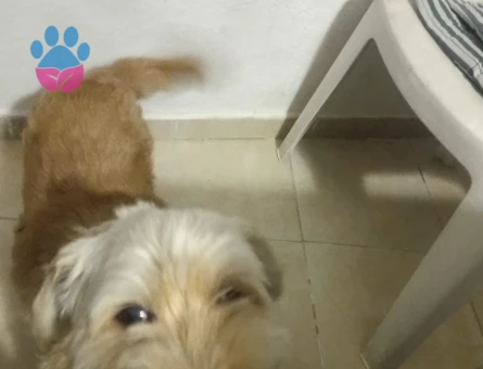 Maltese Terrier Oğlumuz Siya Eş Arıyor