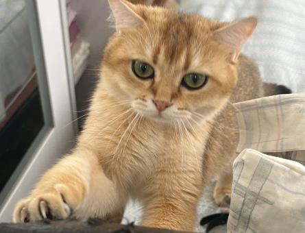 British Shorthair Dişi Kedime Eş Arıyorum - 118970684
