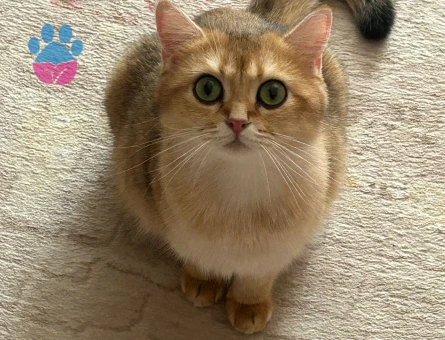 British Shorthair Dişi Kedime Eş Arıyorum