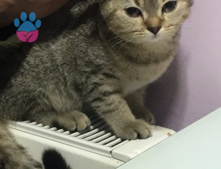 British Shorthair 1 Yaşında Kedime Eş Arıyorum