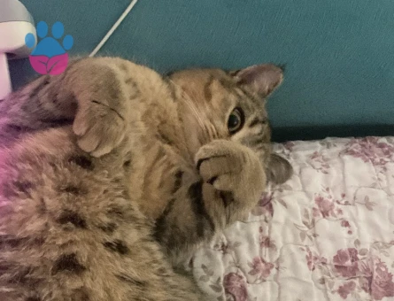British Shorthair 1 Yaşında Kedime Eş Arıyorum