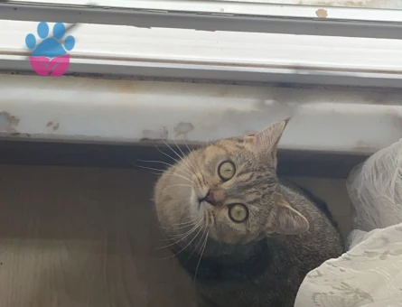 British Shorthair 1 Yaşında Kedime Eş Arıyorum