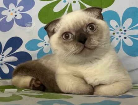 Scottish Fold Kedime Eş Arıyorum - 118970699