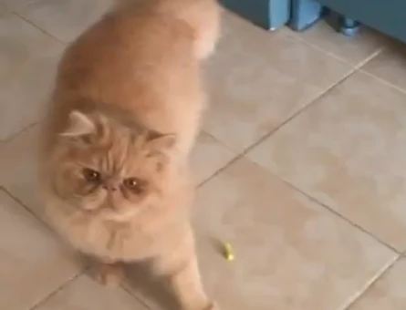 İran Kedisi Oğlum Simba Eş Arıyor - 118978858