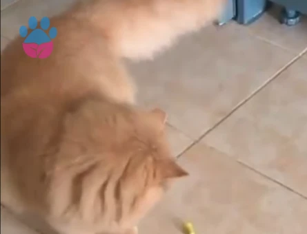 İran Kedisi Oğlum Simba Eş Arıyor