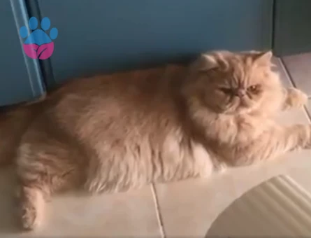 İran Kedisi Oğlum Simba Eş Arıyor