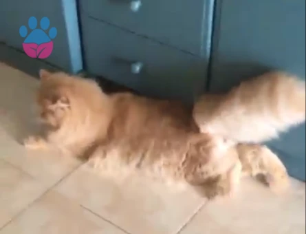 İran Kedisi Oğlum Simba Eş Arıyor