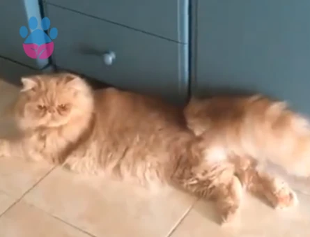 İran Kedisi Oğlum Simba Eş Arıyor