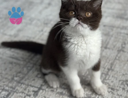 Cinnamon kahverengi oğlum eş adayına açık