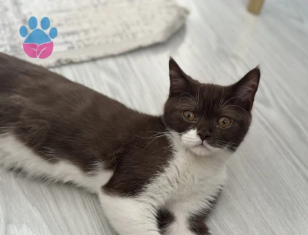 Cinnamon kahverengi oğlum eş adayına açık