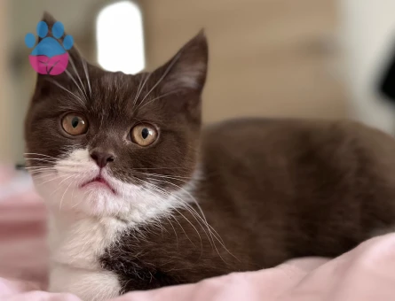 Cinnamon kahverengi oğlum eş adayına açık