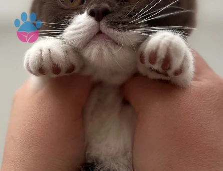 Cinnamon kahverengi oğlum eş adayına açık